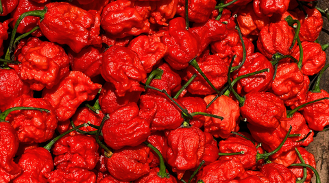 FAQ Carolina Reaper: The reigning Queen